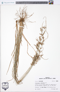 Fimbristylis tomentosa image