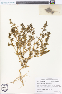 Sesuvium maritimum image