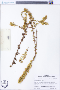 Solidago hispida image