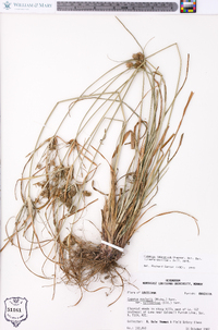 Cyperus retrorsus image