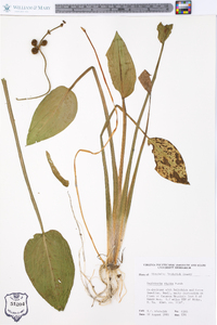 Sagittaria rigida image