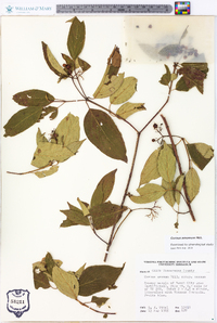 Cornus amomum subsp. amomum image