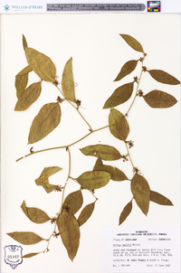 Smilax smallii image