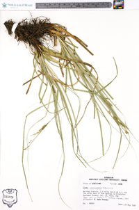 Carex cherokeensis image