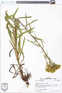 Solidago nitida image