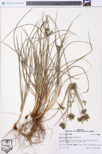 Cyperus grayioides image