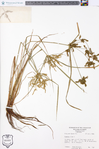 Cyperus iria image