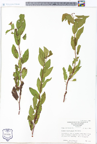 Prunus angustifolia image