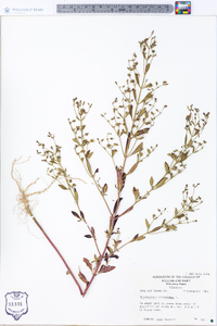 Trichostema dichotomum image