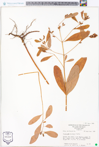 Hypericum walteri image