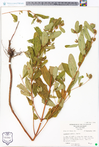 Hypericum walteri image