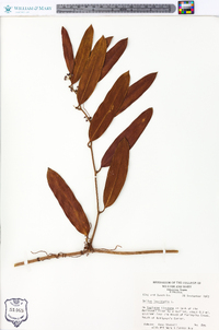 Smilax laurifolia image