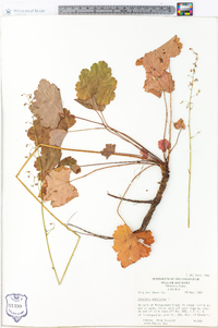 Heuchera americana image