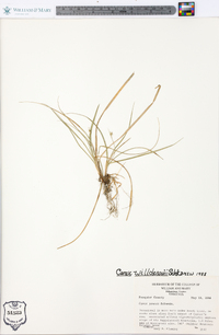 Carex willdenowii image