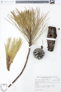 Pinus serotina image