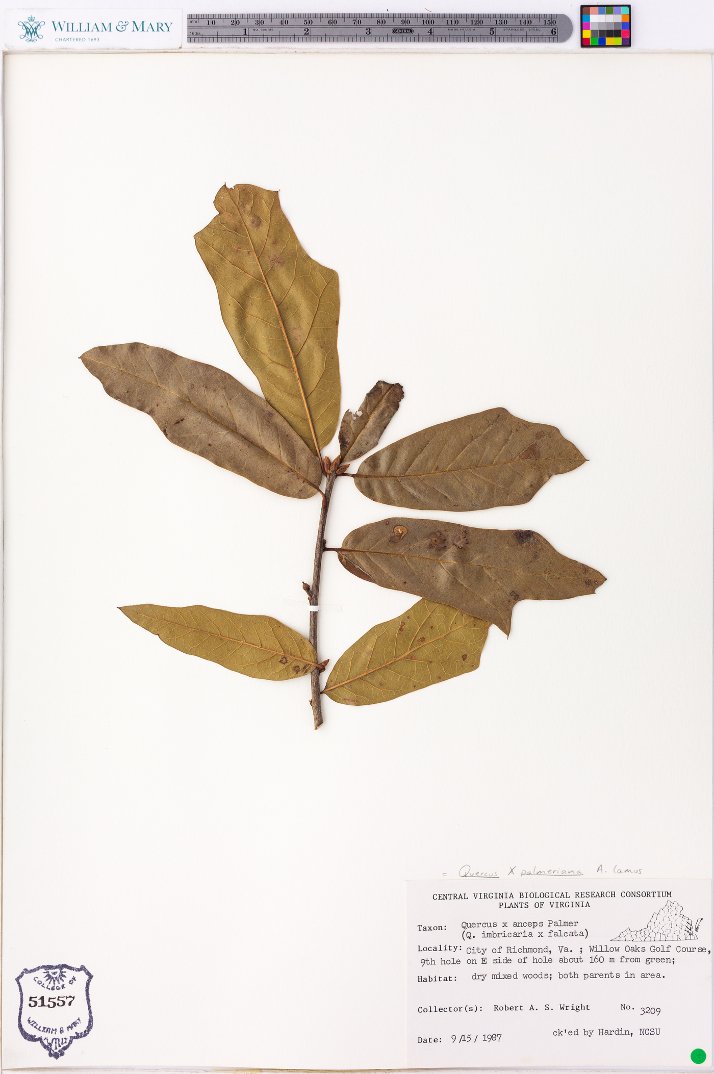 Lithocarpus elegans image