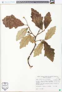 Quercus bicolor image