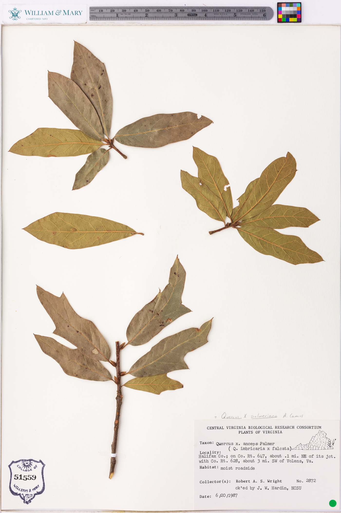 Lithocarpus elegans image