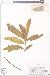 Quercus rudkinii image