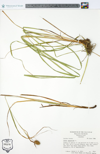 Carex squarrosa image