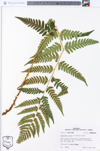 Dryopteris celsa image