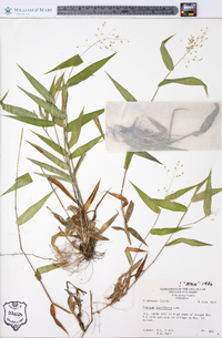 Panicum laxiflorum image