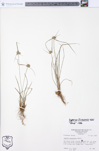 Cyperus filiculmis image