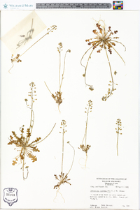 Teesdalia nudicaulis image