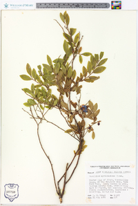 Vaccinium myrtilloides image