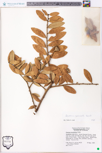 Quercus geminata image