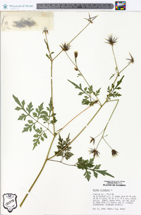 Bidens bipinnata image