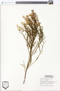 Baccharis angustifolia image