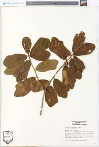 Quercus chapmanii image