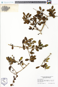 Ilex vomitoria image