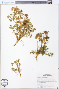 Trifolium subterraneum image