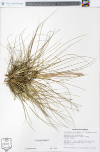 Tillandsia bartramii image