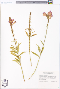 Physostegia virginiana image