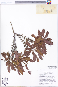 Morella cerifera image