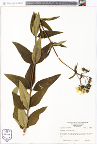 Silphium asteriscus var. trifoliatum image