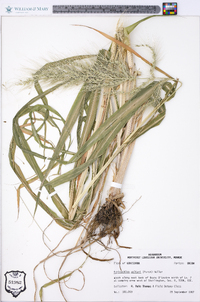 Echinochloa walteri image