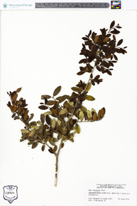 Ilex vomitoria image