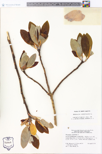 Magnolia virginiana image