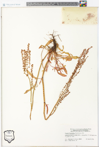 Rumex hastatulus image