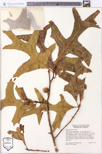 Quercus laevis image