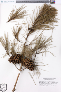 Pinus clausa image