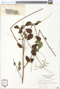 Desmodium laevigatum image