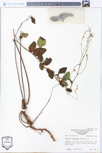 Desmodium glabellum image