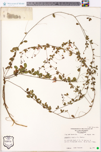 Lespedeza repens image