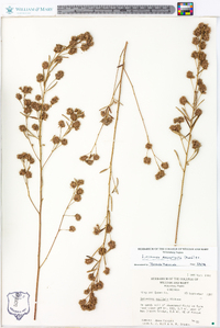 Lespedeza angustifolia image