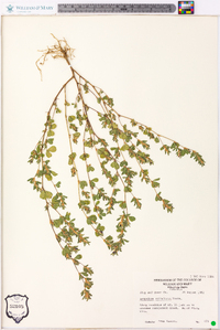 Lespedeza stipulacea image